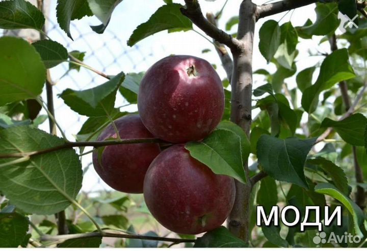 Саженцы яблони колоновидные