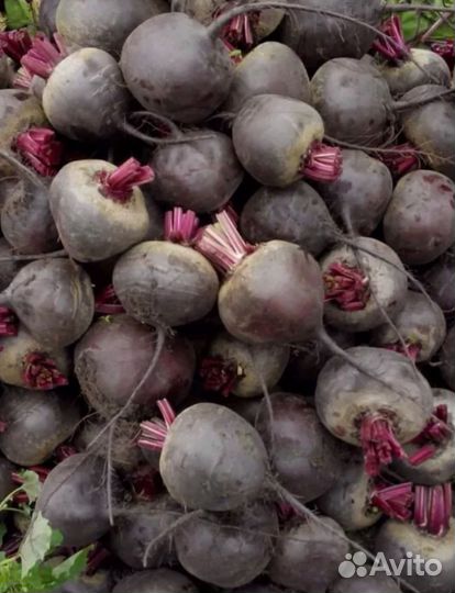 Морковь и свекла оптом