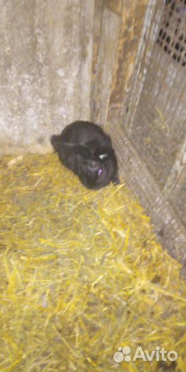 Кролики, великаны. крупные