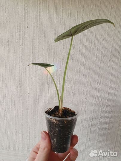 Алоказия шкура дракона