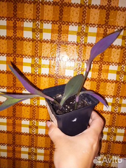 Традесканция