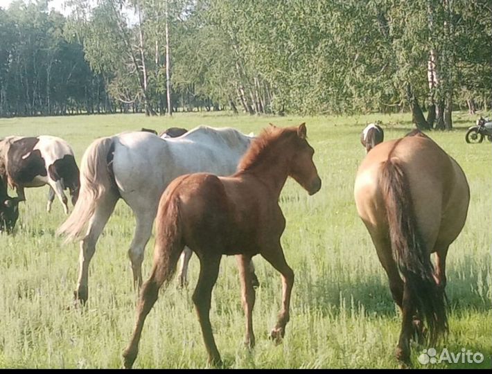 Кобылы с жеребенком