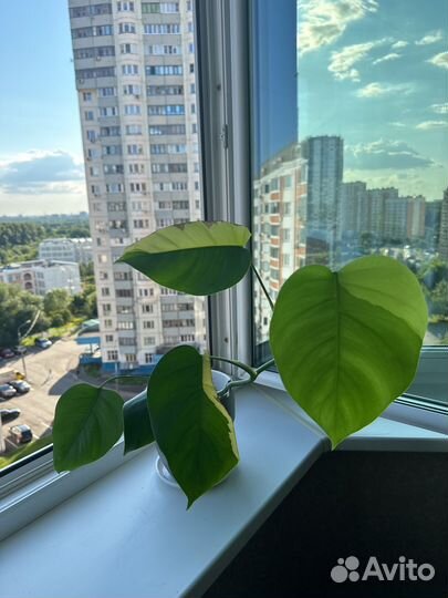 Монстера еллоу сплеш луна