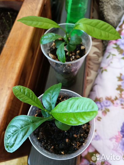 Отростки азиатского лимона