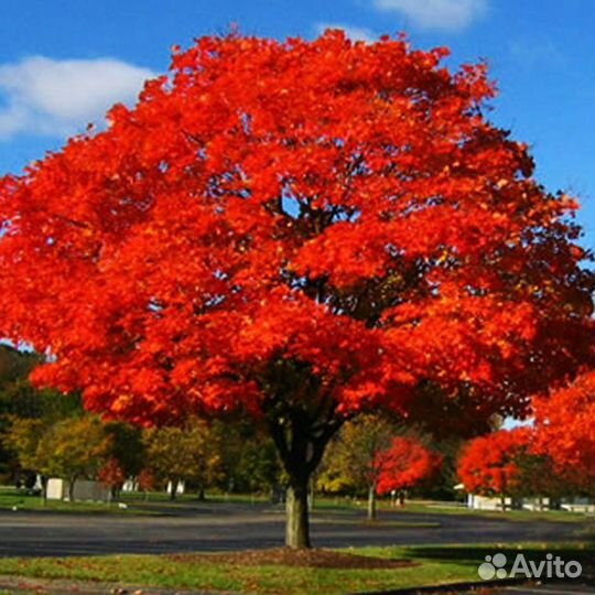 Хвойники и другие растения для сада