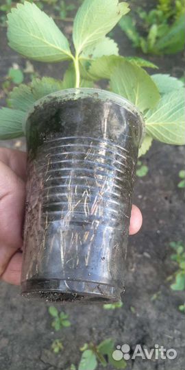 Клубника рассада,саженцы