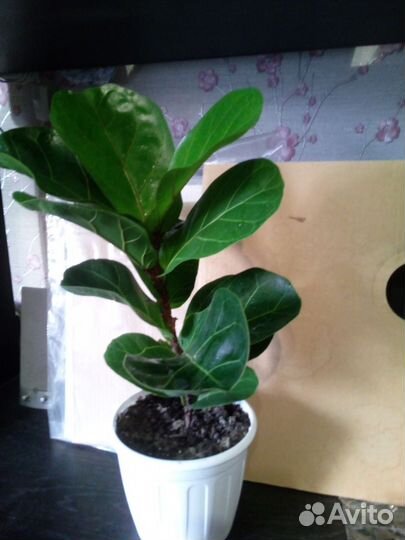 Фикус лировидный