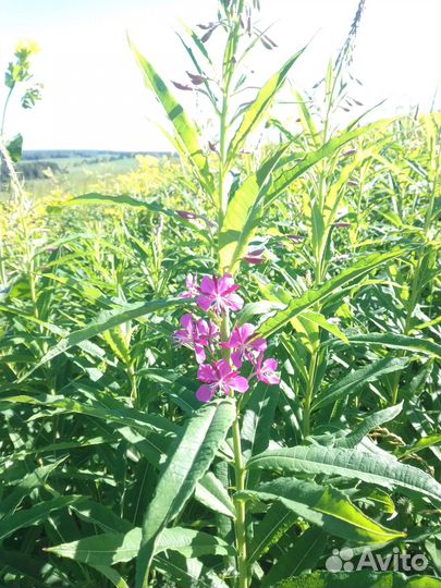 Чага с иван-чаем(чага-чай) цена за 500гр