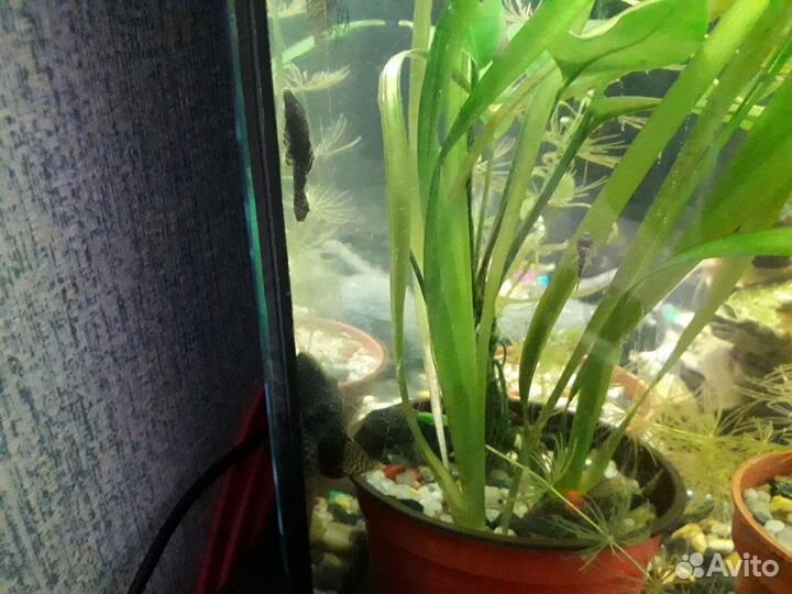 Сомики анциструсы