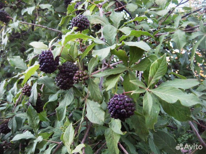 Красивоцветущие кустарники