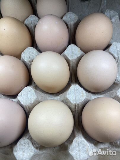 Домашние куриные яйца масло