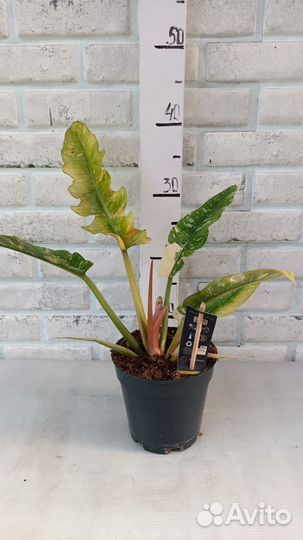 Филодендрон Африка, Тортум, Верукозум и другие