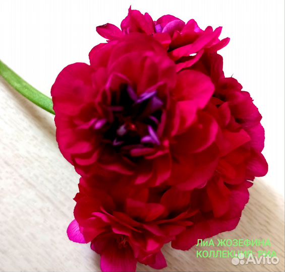 Пеларгонии сортовые