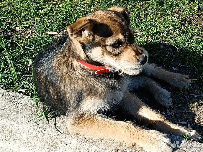 Девчонка 4 месяца от полуягдтерьера и джек-рассела