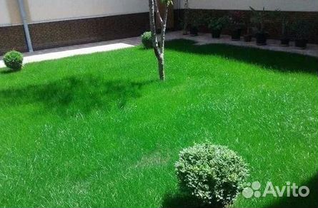 Газон рулонный гарантия