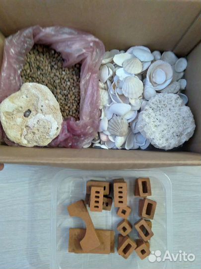 Морские ракушки для аквариума