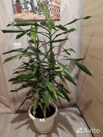 Цветы для интерьера