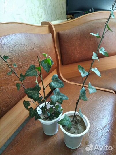 Плющ уличный