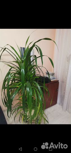 Панданус