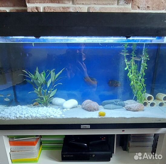 Аквариум