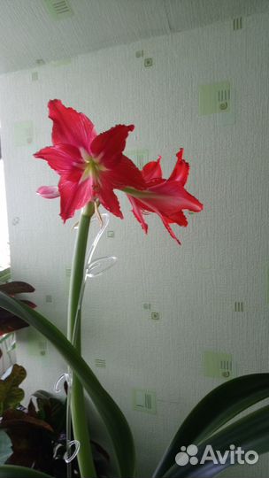 Аглонема, Гипераструм, Гастерия