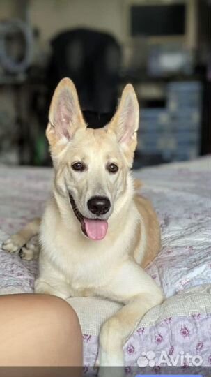 Собака в дар в добрые руки