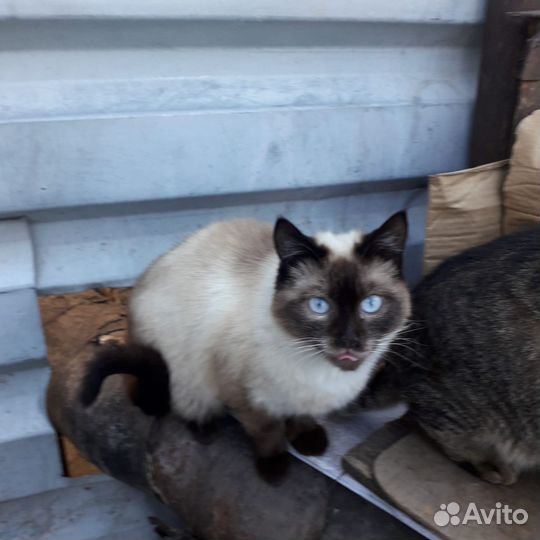 Кот сиамский