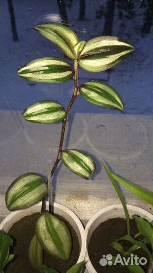 Цветы комнатные