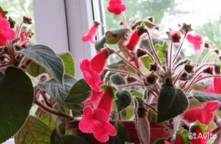 Фикус, драцена, колерия(бархатные колокольчики)ф