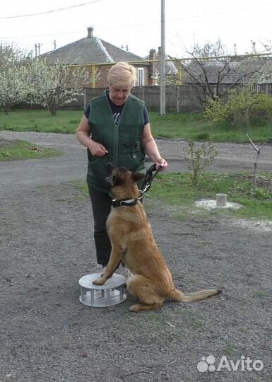 Дрессировка собак