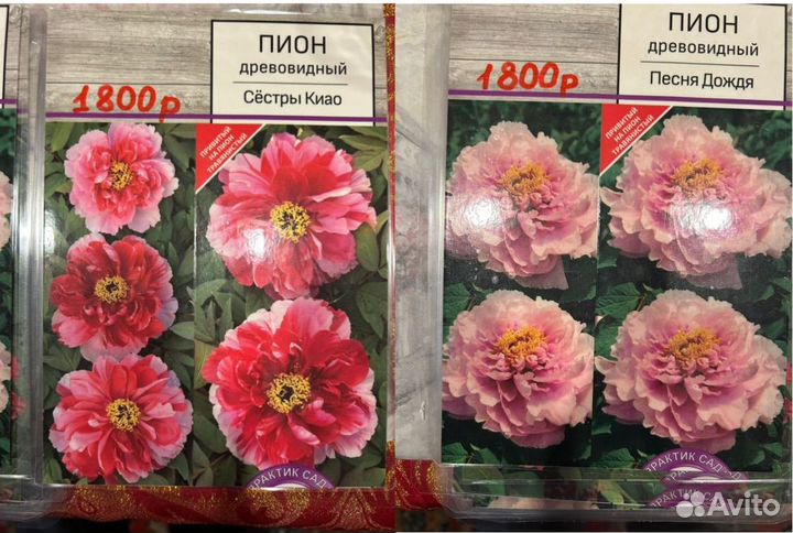 Пионы древовидные