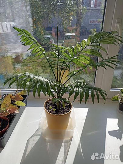 Пальма хамедорея