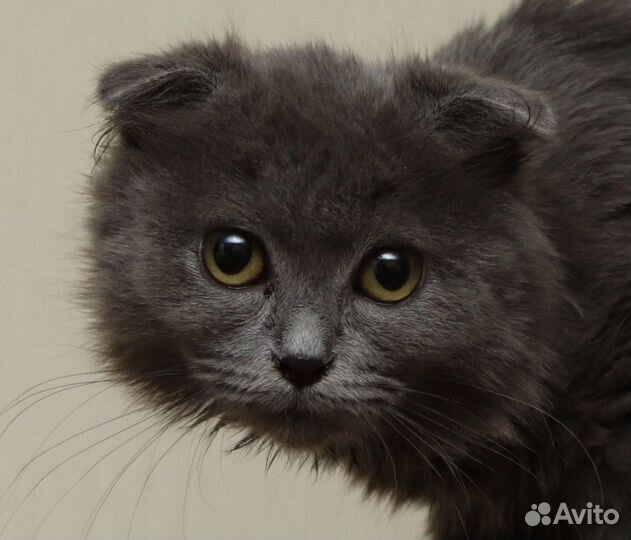 Кошка в дар