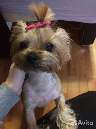 Передержка домашних питомцев