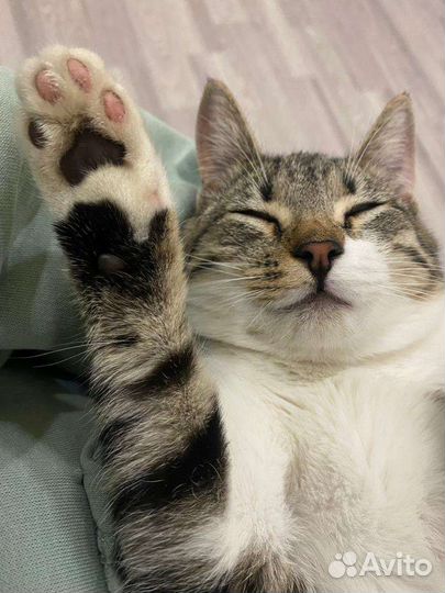 Котик в добрые руки