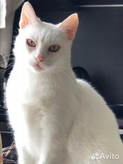 Белая кошка в добрые руки
