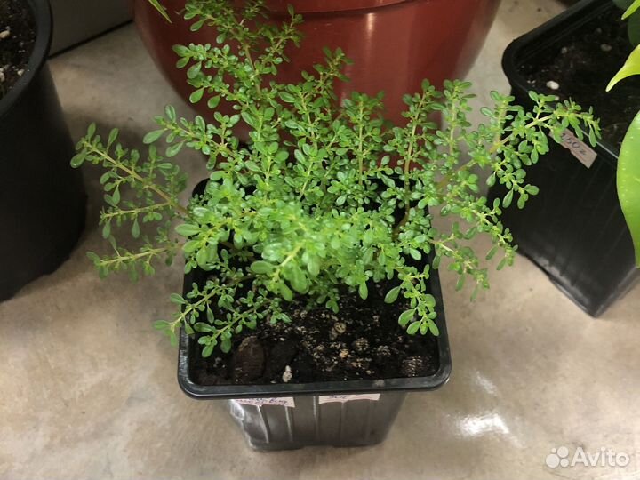 Пилея мелколистная