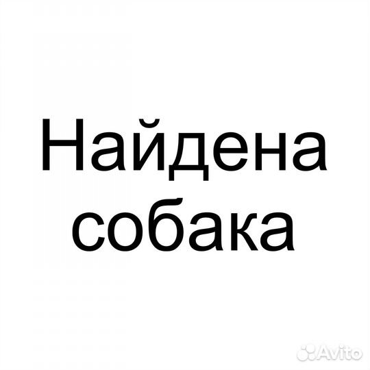 Найдена собака