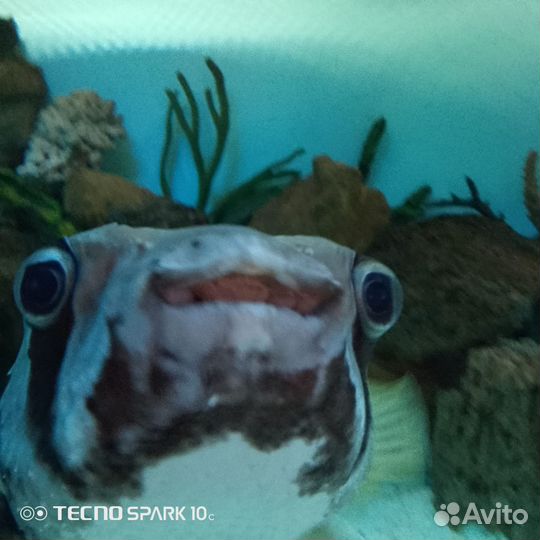 Аквариумные рыбки