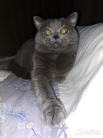 Шотландский кот на вязку