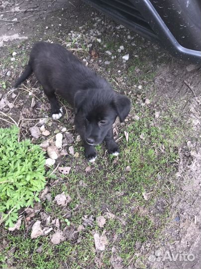 Собака в добрые руки даром