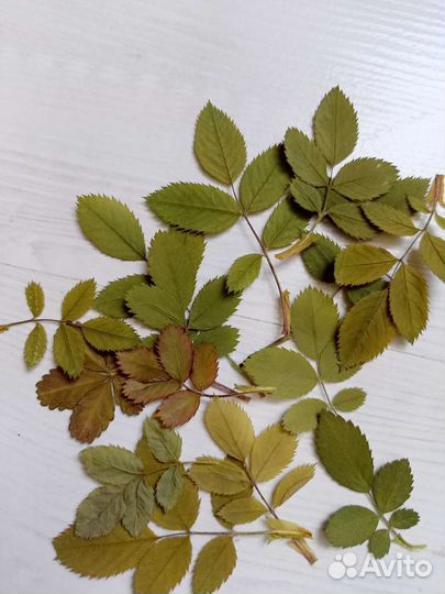 Продаю цветы для творчества