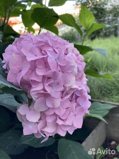 Гортензия саженцы