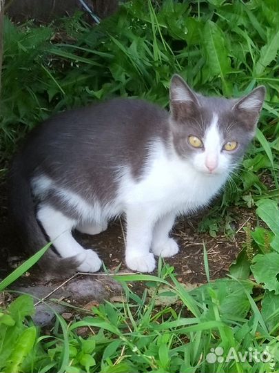 Кошки в добрые руки бесплатно