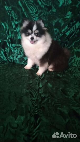 Померанский шпиц