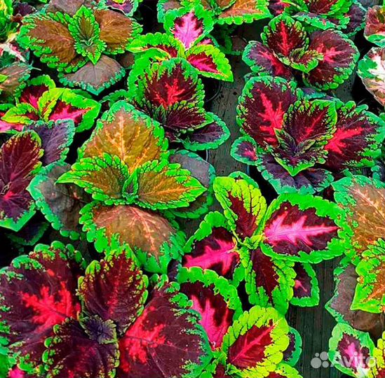 Колеусы в ассортименте от 100