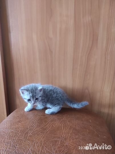 Котята шотландцы