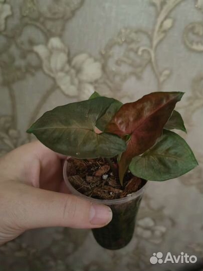 Сингониумы сортовые