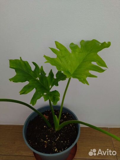 Филодендрон Селло