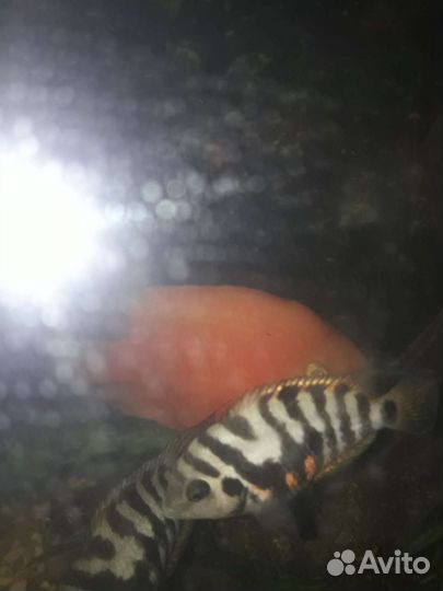 Рыба Попугай и чернополосая цихлазома